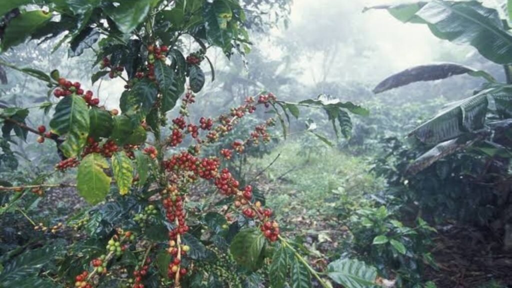 Plans To Grow Coffee In Chile