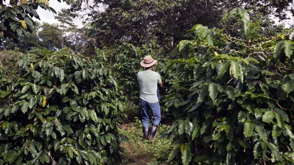 History of Coffee in Galapagos