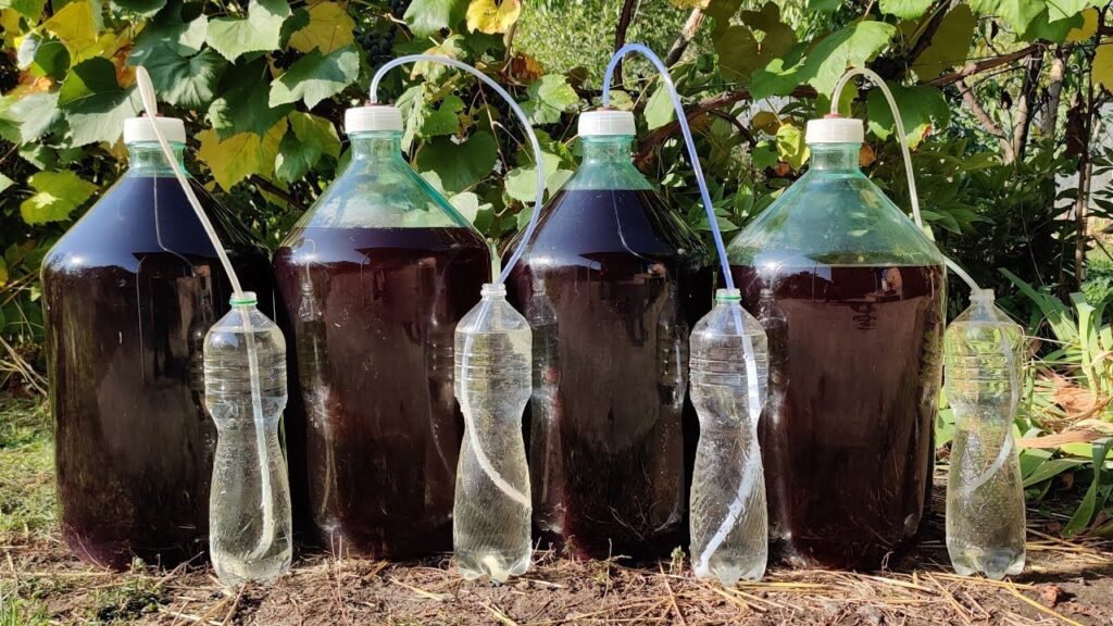 Wine Making